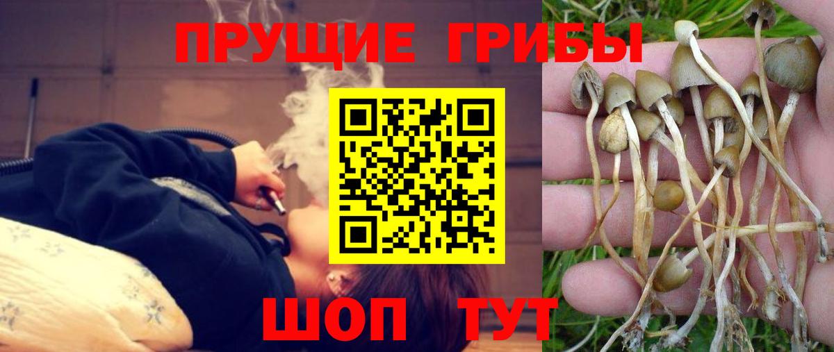 Галлюциногенные грибы Cubensis Городец
